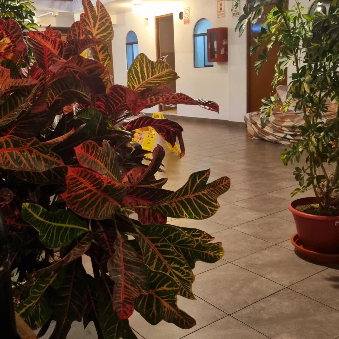 Hostel Thay83 Miraflores Lima Exterior photo